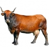 https://www.americanbreeder.com/images/com_adsmanager/categories/5324cat_t.jpg