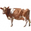 https://www.americanbreeder.com/images/com_adsmanager/categories/5325cat_t.jpg