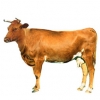 https://www.americanbreeder.com/images/com_adsmanager/categories/5326cat_t.jpg