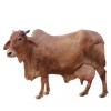 https://www.americanbreeder.com/images/com_adsmanager/categories/5327cat_t.jpg