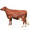 https://www.americanbreeder.com/images/com_adsmanager/categories/5329cat_t.jpg
