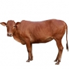https://www.americanbreeder.com/images/com_adsmanager/categories/5332cat_t.jpg