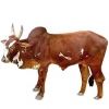 https://www.americanbreeder.com/images/com_adsmanager/categories/5333cat_t.jpg