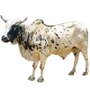 https://www.americanbreeder.com/images/com_adsmanager/categories/5334cat_t.jpg