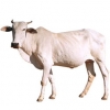 https://www.americanbreeder.com/images/com_adsmanager/categories/5336cat_t.jpg