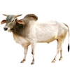 https://www.americanbreeder.com/images/com_adsmanager/categories/5337cat_t.jpg