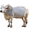 https://www.americanbreeder.com/images/com_adsmanager/categories/5338cat_t.jpg