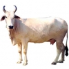 https://www.americanbreeder.com/images/com_adsmanager/categories/5339cat_t.jpg