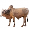 https://www.americanbreeder.com/images/com_adsmanager/categories/5340cat_t.jpg