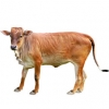 https://www.americanbreeder.com/images/com_adsmanager/categories/5341cat_t.jpg