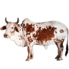 https://www.americanbreeder.com/images/com_adsmanager/categories/5343cat_t.jpg