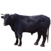 https://www.americanbreeder.com/images/com_adsmanager/categories/5345cat_t.jpg