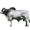 https://www.americanbreeder.com/images/com_adsmanager/categories/5346cat_t.jpg