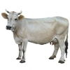 https://www.americanbreeder.com/images/com_adsmanager/categories/5348cat_t.jpg