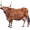 https://www.americanbreeder.com/images/com_adsmanager/categories/5349cat_t.jpg