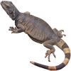 https://www.americanbreeder.com/images/com_adsmanager/categories/534cat_t.jpg