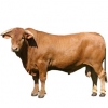 https://www.americanbreeder.com/images/com_adsmanager/categories/5350cat_t.jpg