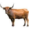 https://www.americanbreeder.com/images/com_adsmanager/categories/5351cat_t.jpg
