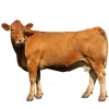 https://www.americanbreeder.com/images/com_adsmanager/categories/5352cat_t.jpg