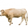 https://www.americanbreeder.com/images/com_adsmanager/categories/5353cat_t.jpg