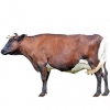 https://www.americanbreeder.com/images/com_adsmanager/categories/5354cat_t.jpg