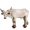 https://www.americanbreeder.com/images/com_adsmanager/categories/5355cat_t.jpg