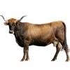 https://www.americanbreeder.com/images/com_adsmanager/categories/5356cat_t.jpg