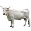 https://www.americanbreeder.com/images/com_adsmanager/categories/5357cat_t.jpg