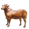 https://www.americanbreeder.com/images/com_adsmanager/categories/5358cat_t.jpg