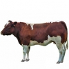 https://www.americanbreeder.com/images/com_adsmanager/categories/5359cat_t.jpg