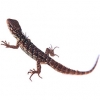 https://www.americanbreeder.com/images/com_adsmanager/categories/535cat_t.jpg
