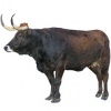 https://www.americanbreeder.com/images/com_adsmanager/categories/5361cat_t.jpg