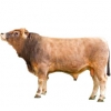 https://www.americanbreeder.com/images/com_adsmanager/categories/5362cat_t.jpg