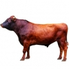 https://www.americanbreeder.com/images/com_adsmanager/categories/5364cat_t.jpg