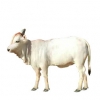 https://www.americanbreeder.com/images/com_adsmanager/categories/5365cat_t.jpg