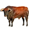 https://www.americanbreeder.com/images/com_adsmanager/categories/5366cat_t.jpg