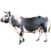 https://www.americanbreeder.com/images/com_adsmanager/categories/5367cat_t.jpg