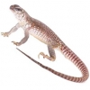 https://www.americanbreeder.com/images/com_adsmanager/categories/536cat_t.jpg