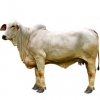 https://www.americanbreeder.com/images/com_adsmanager/categories/5372cat_t.jpg