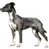 https://www.americanbreeder.com/images/com_adsmanager/categories/5390cat_t.jpg