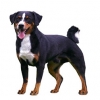 https://www.americanbreeder.com/images/com_adsmanager/categories/5391cat_t.jpg