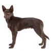 https://www.americanbreeder.com/images/com_adsmanager/categories/5392cat_t.jpg