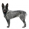 https://www.americanbreeder.com/images/com_adsmanager/categories/5393cat_t.jpg
