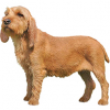 https://www.americanbreeder.com/images/com_adsmanager/categories/5394cat_t.jpg