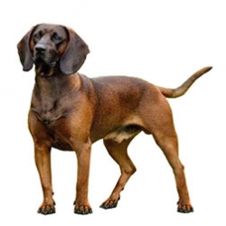 Bavarian Mountain Scenthound Dog