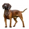 https://www.americanbreeder.com/images/com_adsmanager/categories/5395cat_t.jpg
