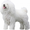 https://www.americanbreeder.com/images/com_adsmanager/categories/5397cat_t.jpg