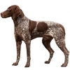 https://www.americanbreeder.com/images/com_adsmanager/categories/5399cat_t.jpg