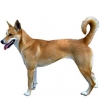 https://www.americanbreeder.com/images/com_adsmanager/categories/5401cat_t.jpg