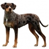 https://www.americanbreeder.com/images/com_adsmanager/categories/5402cat_t.jpg